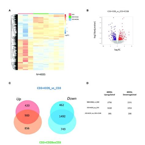 Girona vs: A Comprehensive Guide to Understanding the Matchup