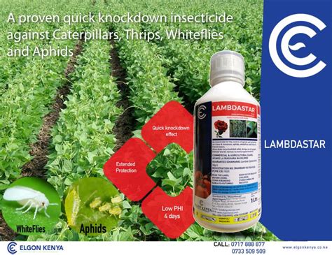 Everton FC Players: A Comprehensive Guide to the Club's Current and Legacy Talent